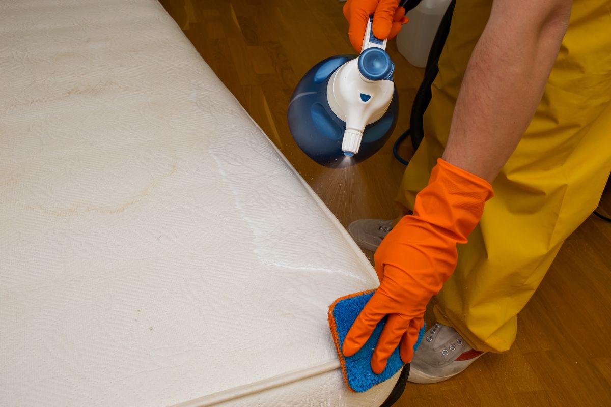 mattress cleaning wellington