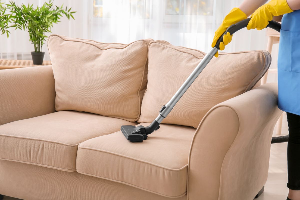 upholstery cleaning wellington